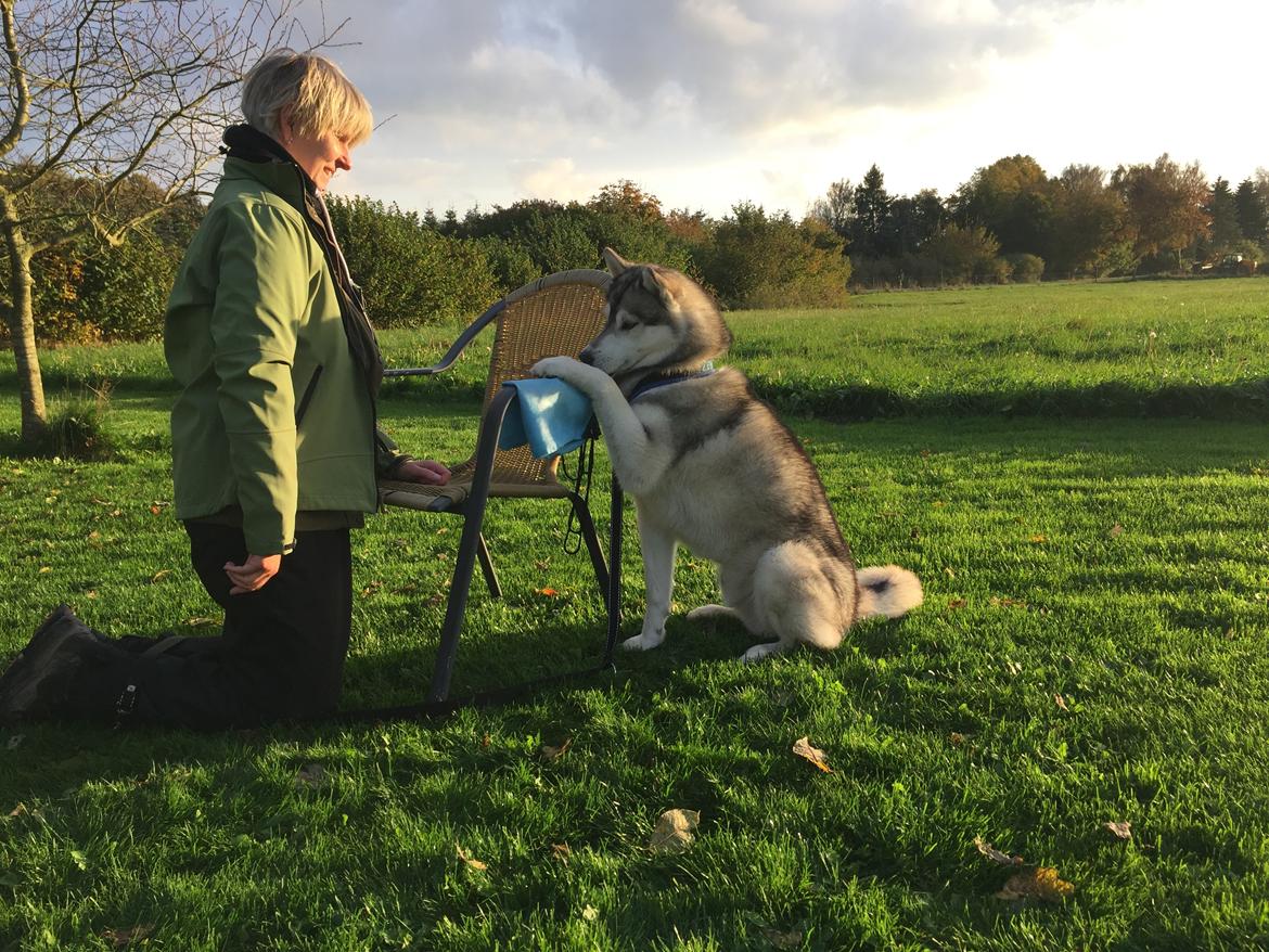 Siberian husky Lufkaz (Mesmocan 7 Cities of Gold) RIP - Kursus i Frivillig Håndtering - Oktober 2017 billede 10
