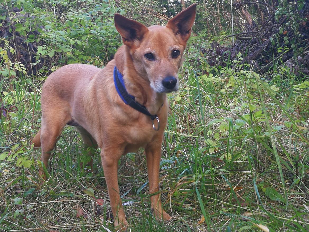Blanding af racer Lanka RIP - Min smukke gamle tøs - foto fra september 2017. 2 dage efter hendes 15 års fødselsdag billede 1