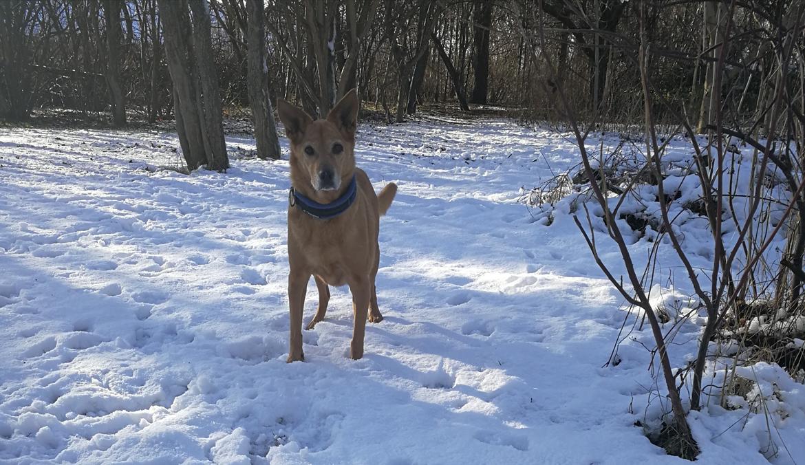 Blanding af racer Lanka RIP billede 2