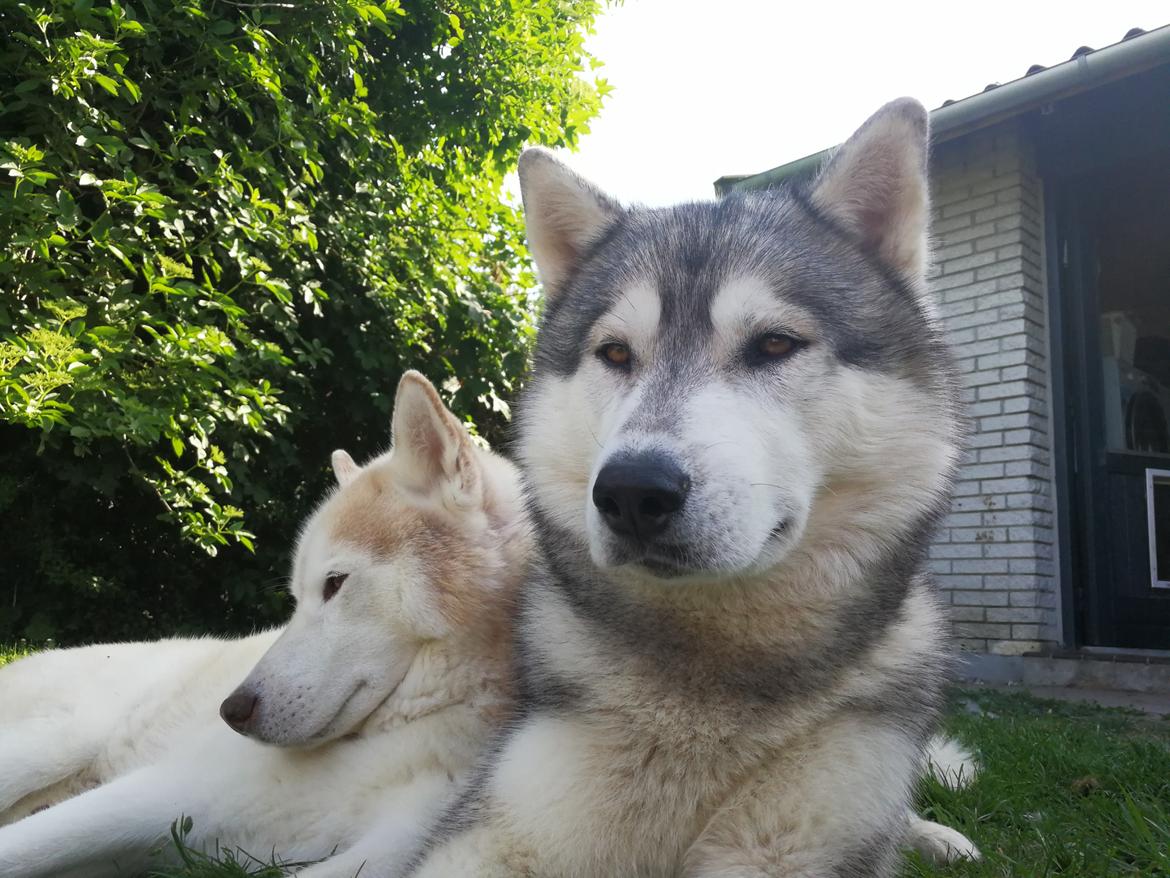 Siberian husky Aqui RIP - Sommer 2017 billede 10