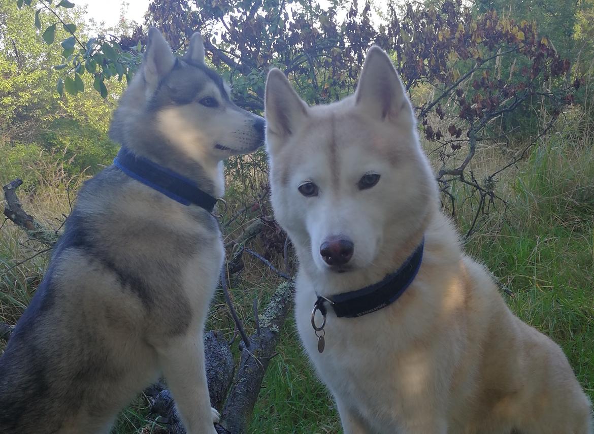 Siberian husky Aqui RIP - Efterår 2017 billede 3