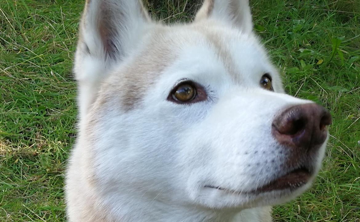 Siberian husky Aqui RIP - Slutningen af 2017 - 11 år gammel billede 1