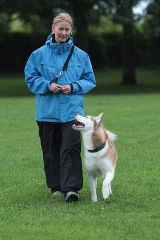 Siberian husky Aqui RIP billede 2