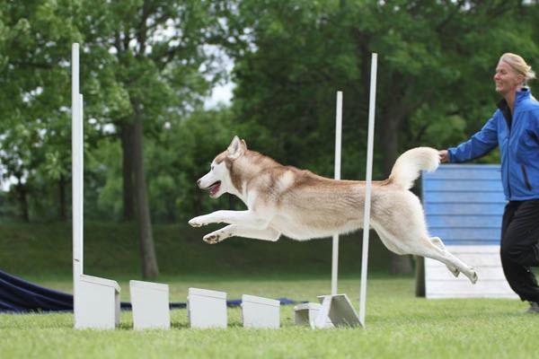 Siberian husky Aqui RIP billede 4