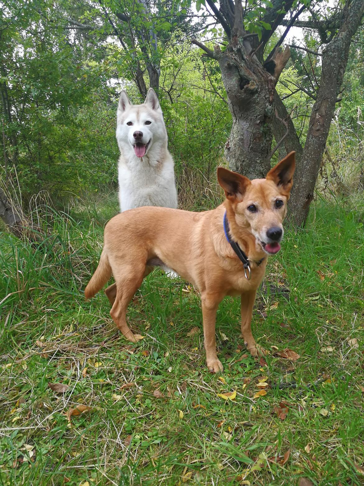 Siberian husky Aqui RIP billede 5