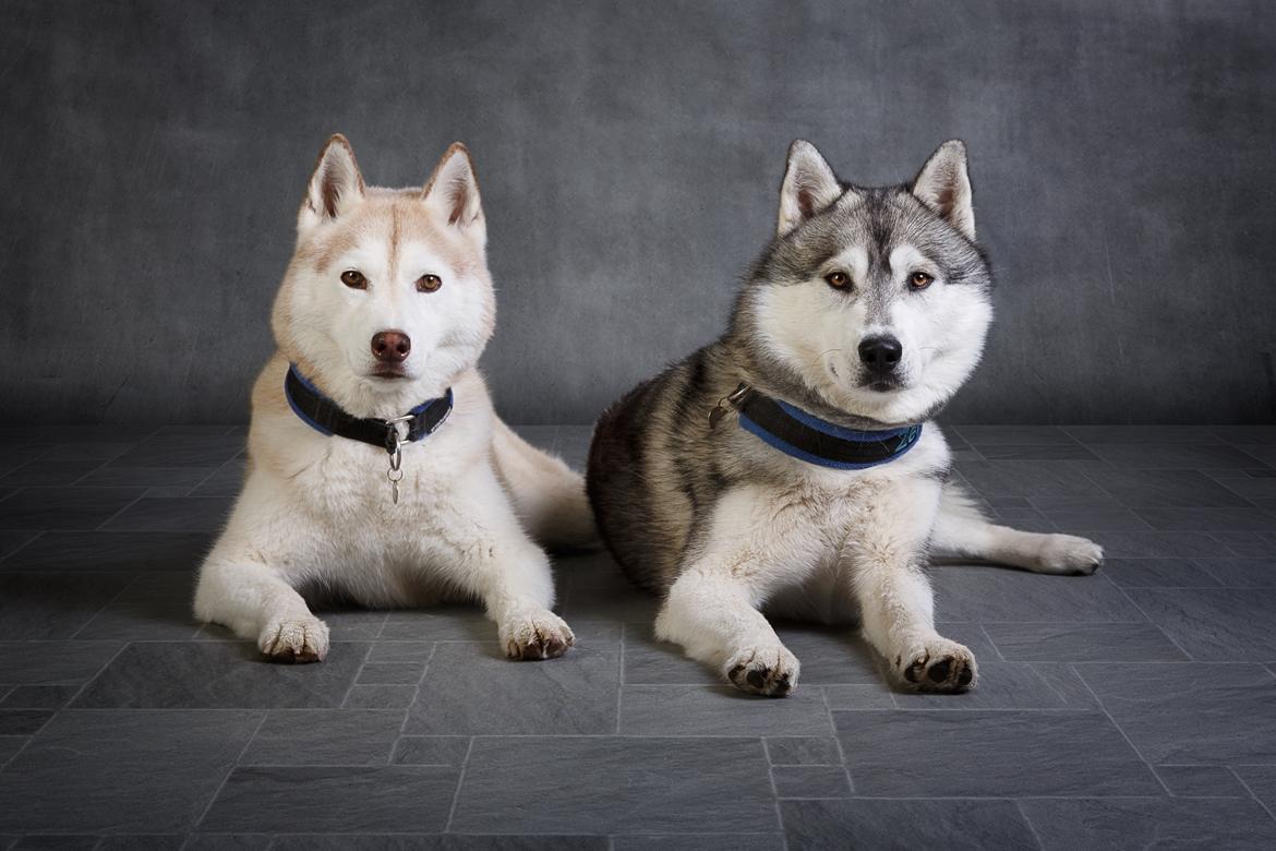 Siberian husky Lufkaz (Mesmocan 7 Cities of Gold) RIP - Mine smukke drenge billede 7