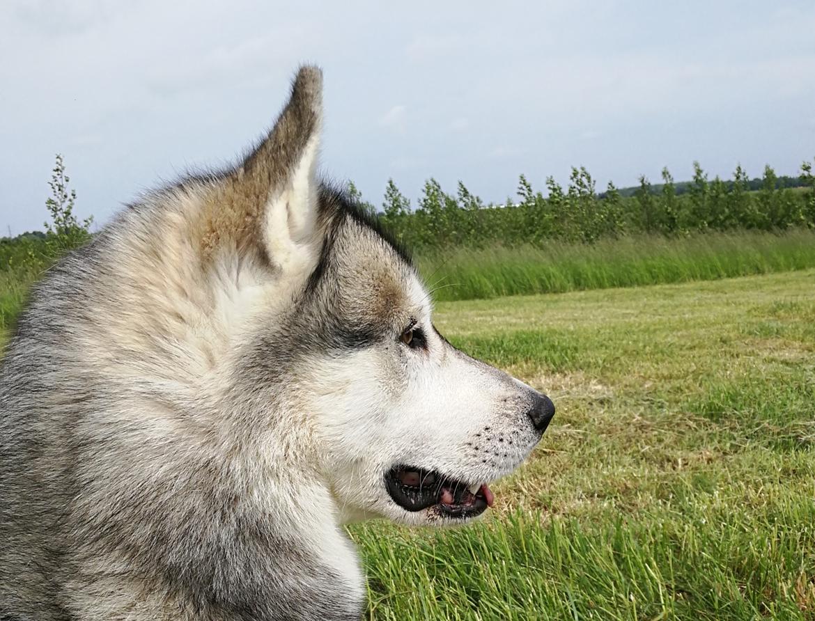 Siberian husky Lufkaz (Mesmocan 7 Cities of Gold) RIP - Kigger på køer billede 25