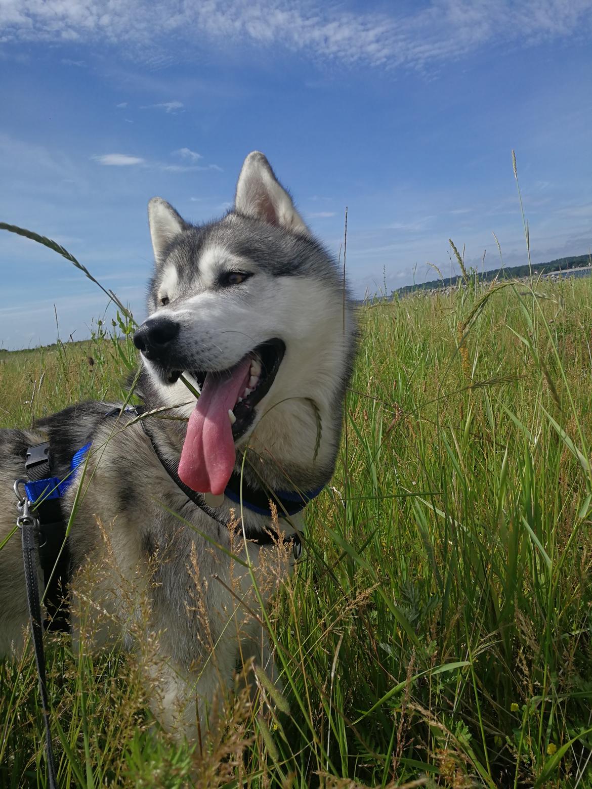 Siberian husky Lufkaz (Mesmocan 7 Cities of Gold) RIP - Liiiidt træt efter 1,5 time i skoven billede 26