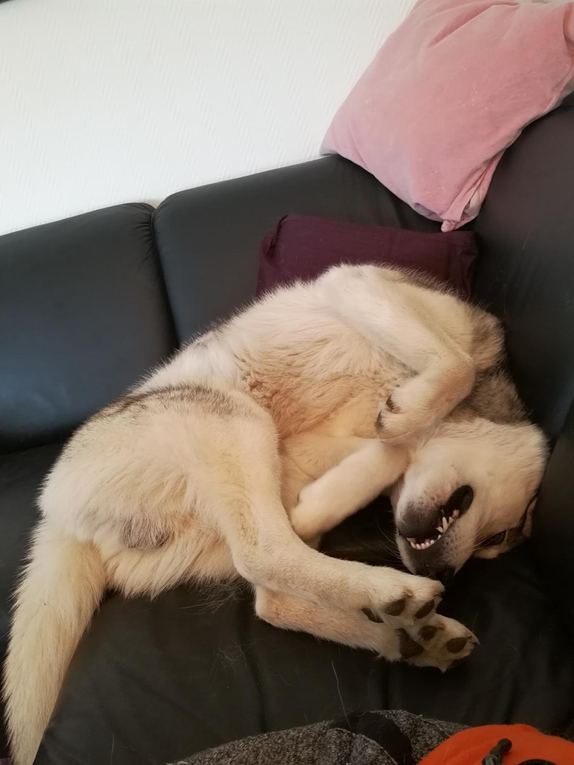 Siberian husky Lufkaz (Mesmocan 7 Cities of Gold) RIP - Yndlingspositionen i hjørnet af sofaen billede 24