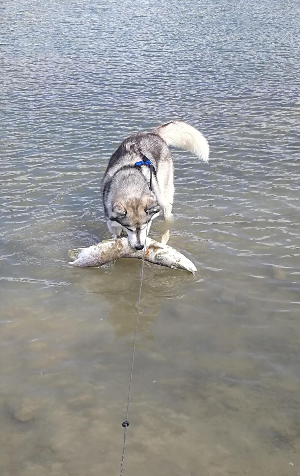 Siberian husky Lufkaz (Mesmocan 7 Cities of Gold) RIP - Stor jæger.... billede 27