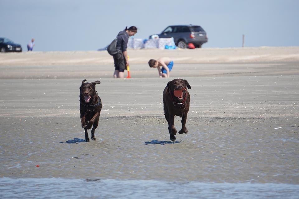 Labrador retriever Dumle billede 12