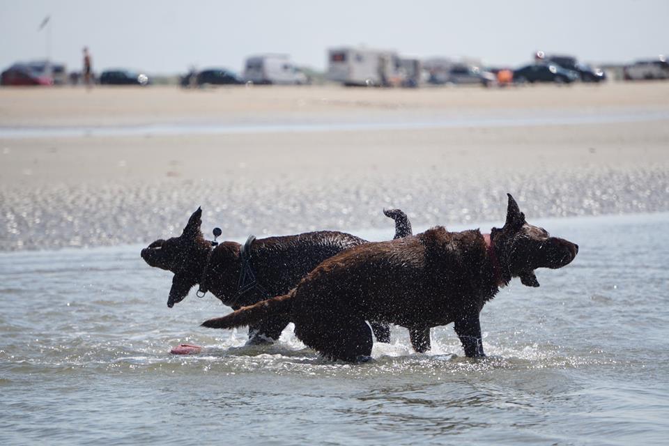 Labrador retriever Dumle billede 9