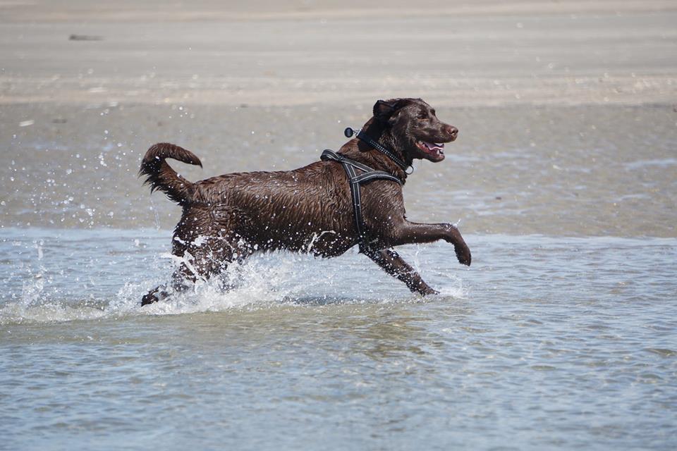 Labrador retriever Dumle billede 2