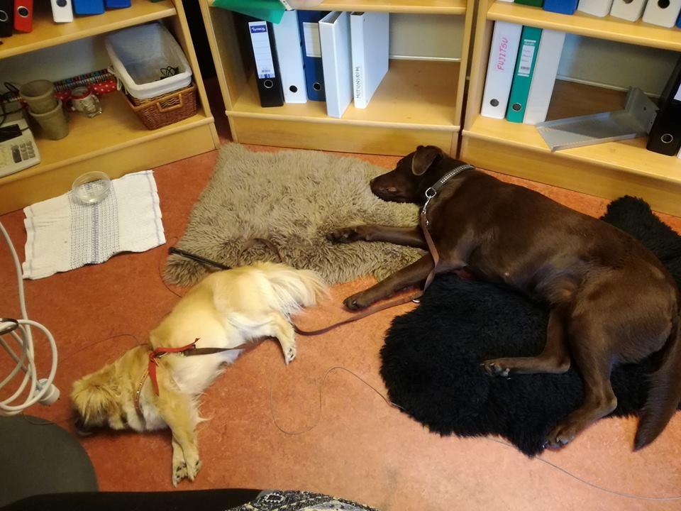 Labrador retriever Dumle billede 27