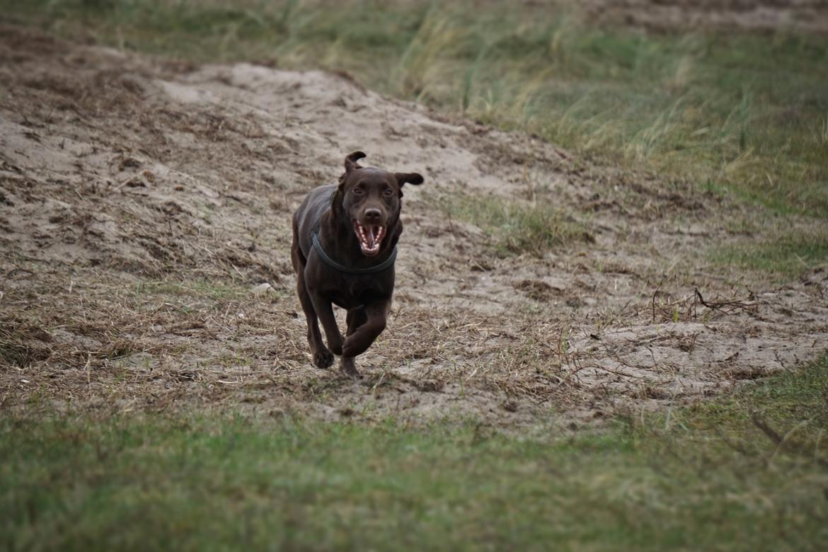 Labrador retriever Dumle billede 33
