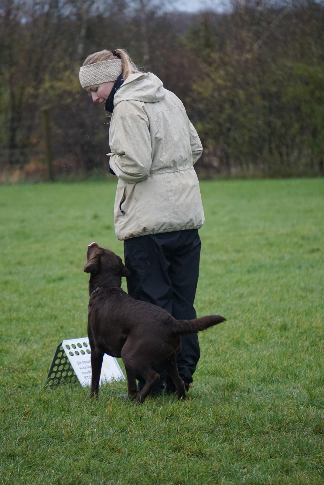 Labrador retriever Dumle billede 50