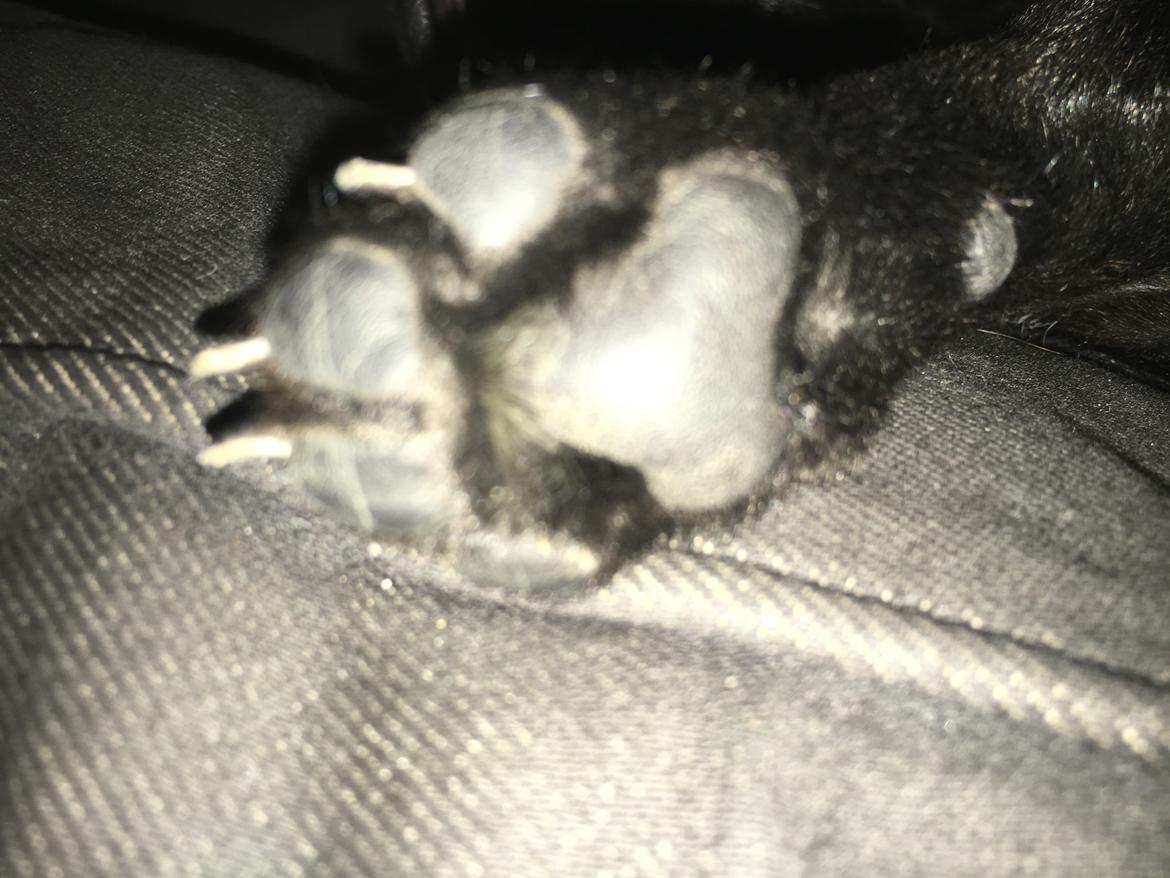 Staffordshire bull terrier Mason billede 16