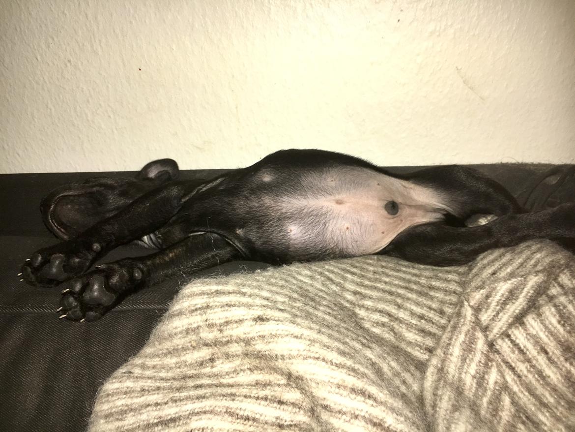 Staffordshire bull terrier Mason billede 17