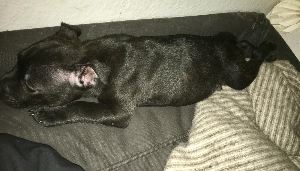 Staffordshire bull terrier Mason billede 15