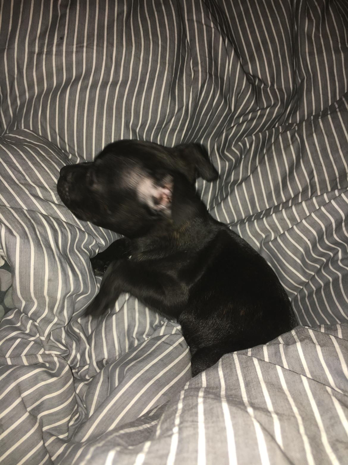 Staffordshire bull terrier Mason billede 19