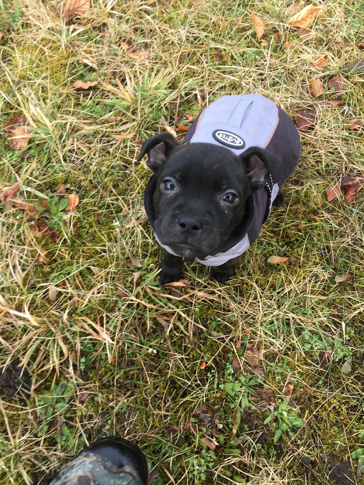 Staffordshire bull terrier Mason billede 18