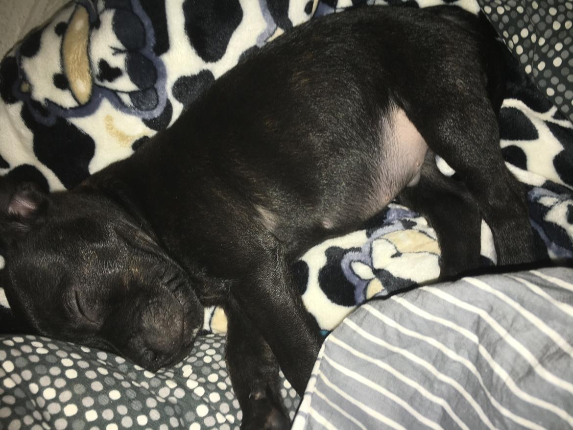 Staffordshire bull terrier Mason billede 20