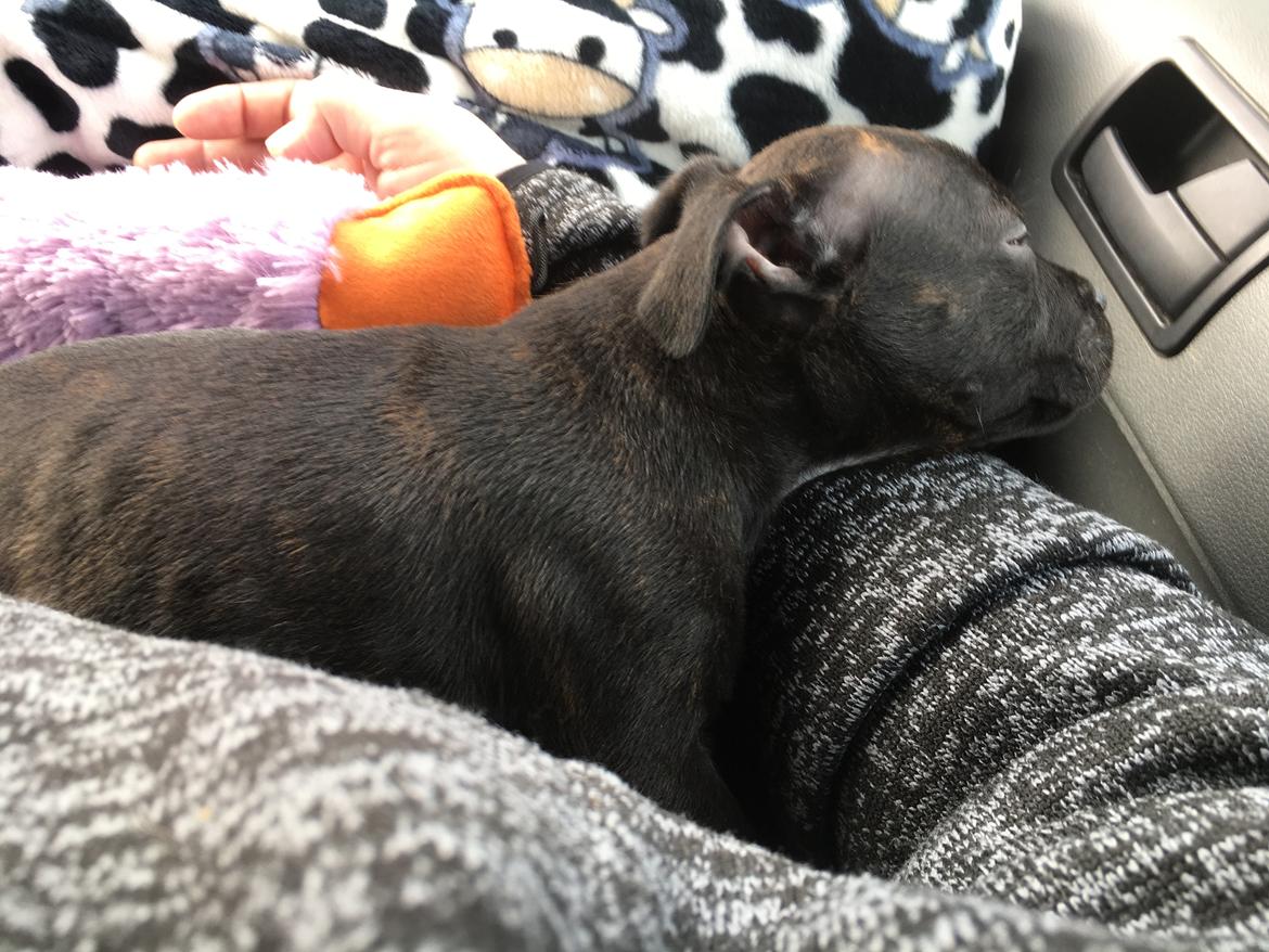 Staffordshire bull terrier Mason billede 21