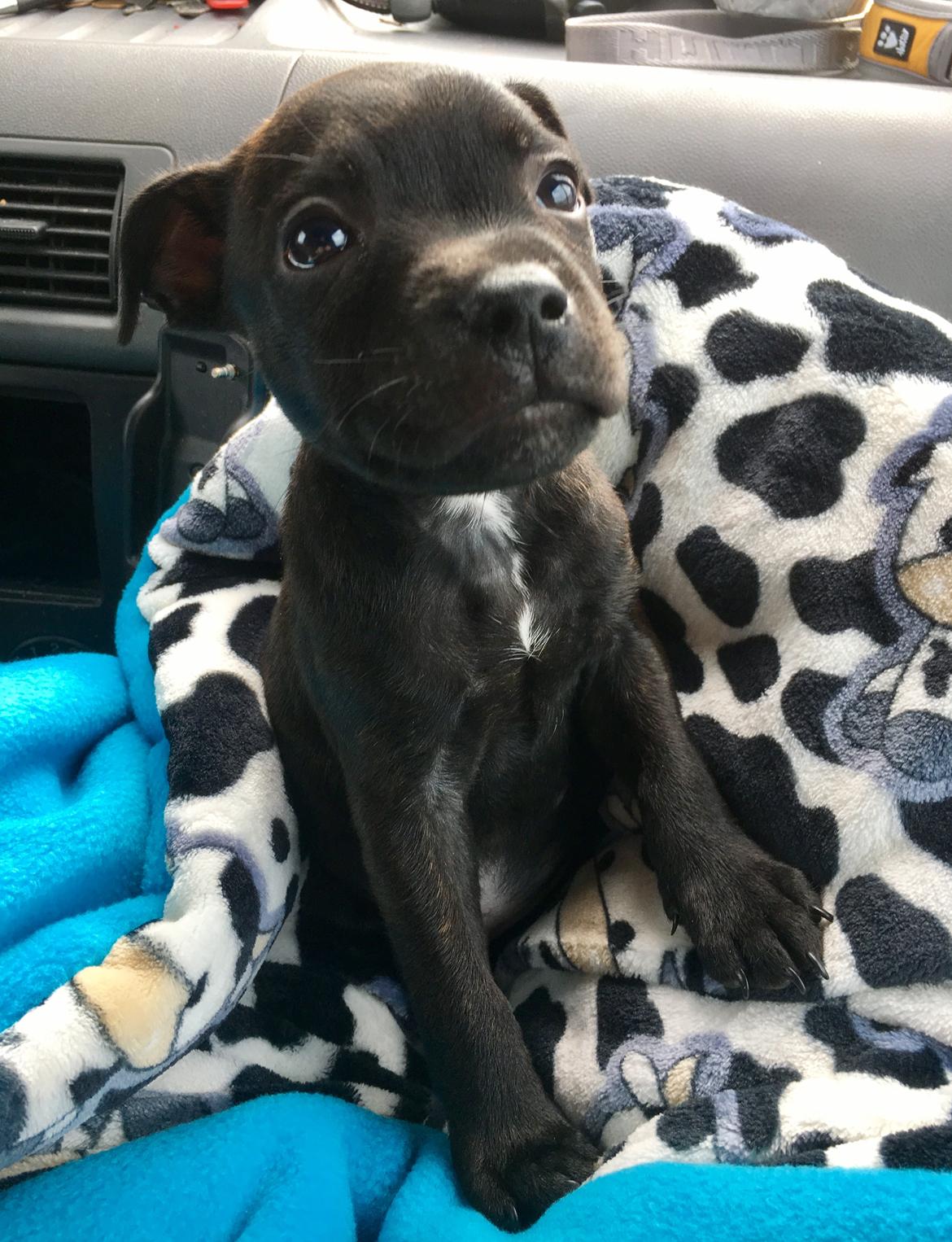 Staffordshire bull terrier Mason billede 22