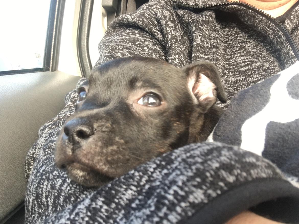 Staffordshire bull terrier Mason billede 23