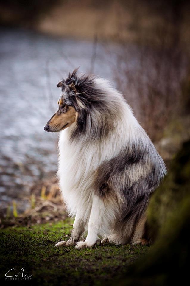 Collie langhåret Amino ~•~Himmelhund~•~ billede 4