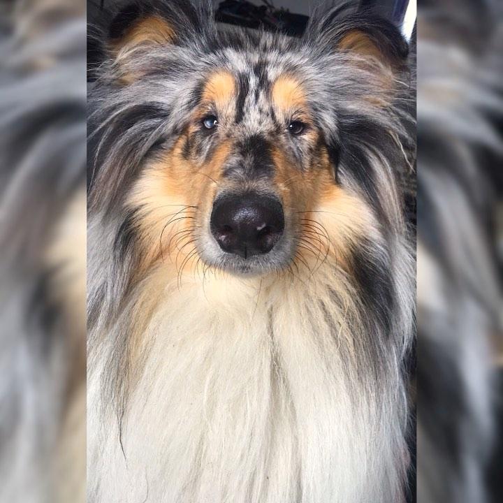 Collie langhåret Amino ~•~Himmelhund~•~ billede 1