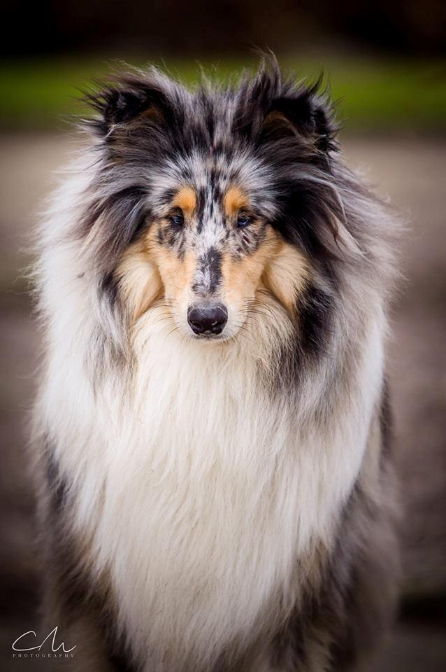 Collie langhåret Amino ~•~Himmelhund~•~ billede 3