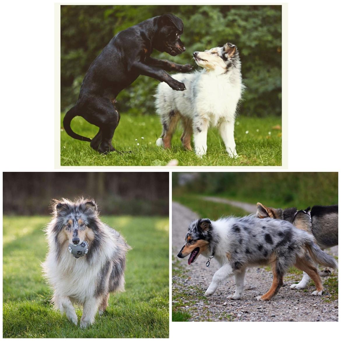 Collie langhåret Amino ~•~Himmelhund~•~ billede 5