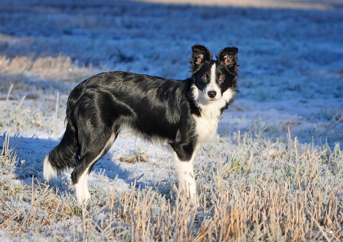 Border collie Menellis Rey billede 7