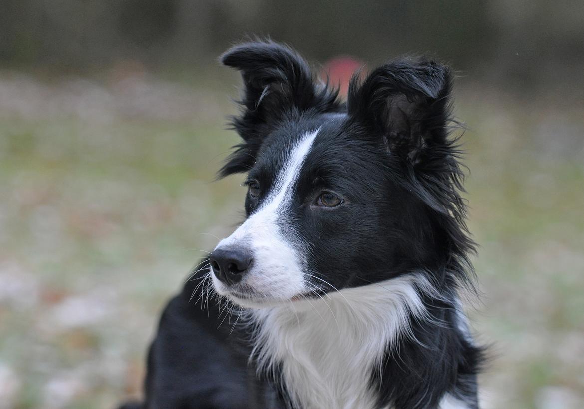 Border collie Menellis Rey billede 9