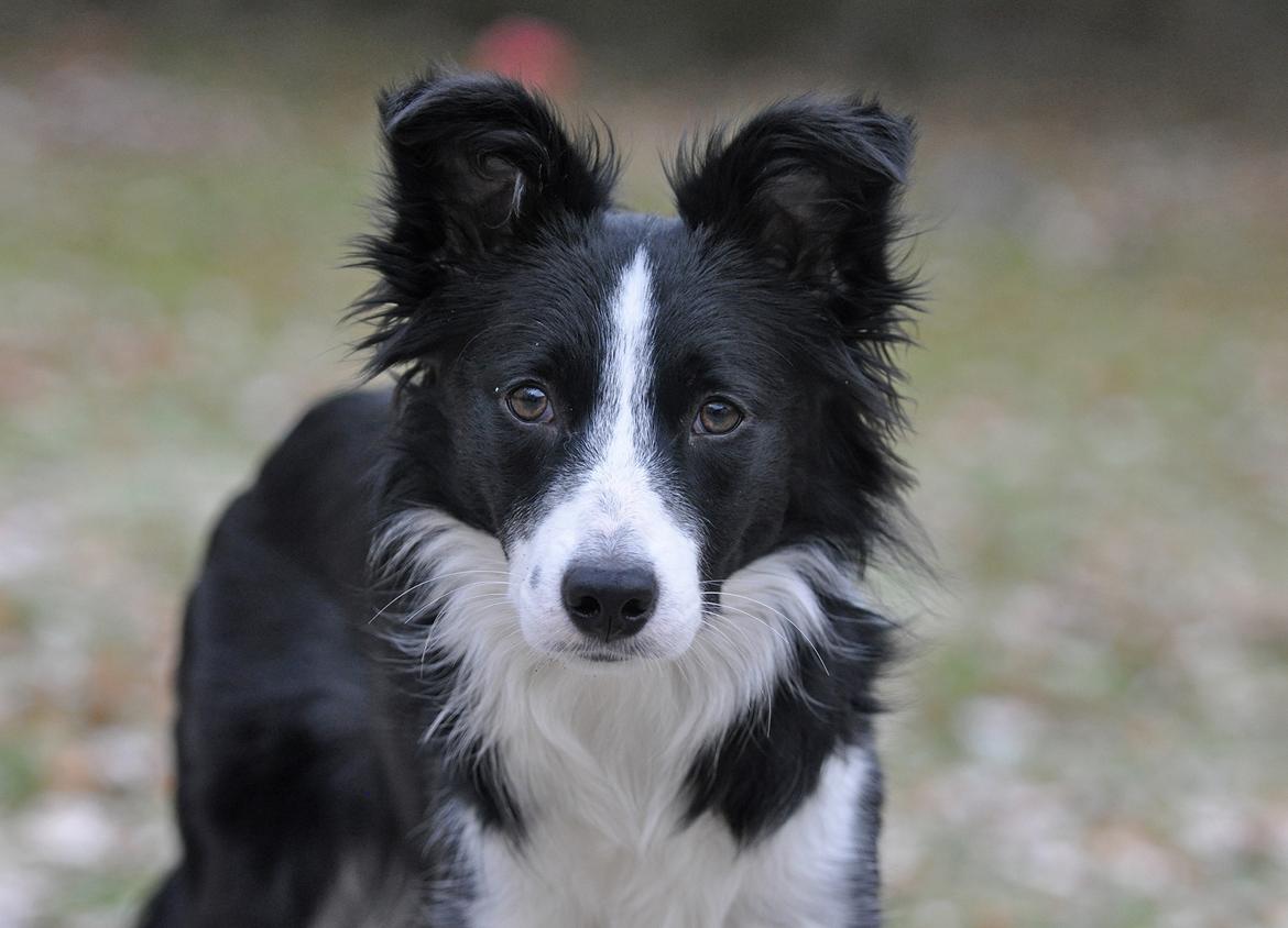 Border collie Menellis Rey billede 11