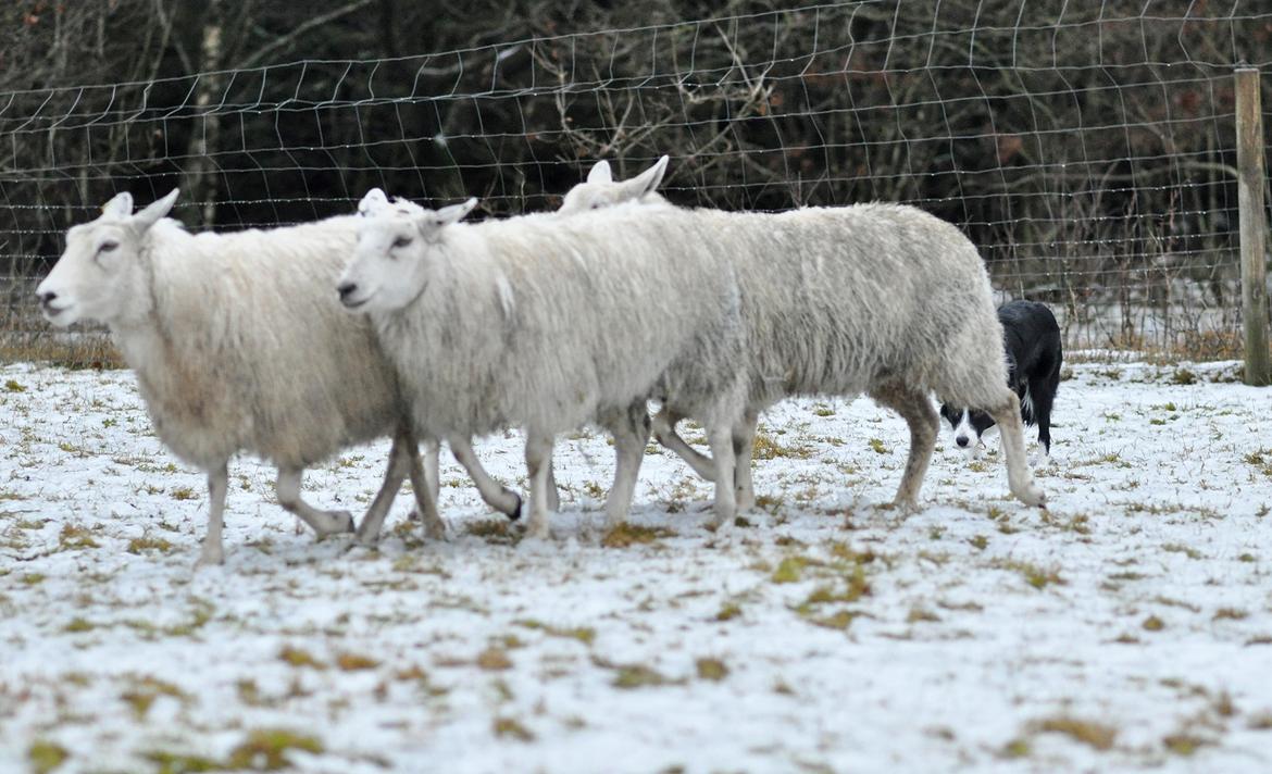 Border collie Menellis Rey billede 10