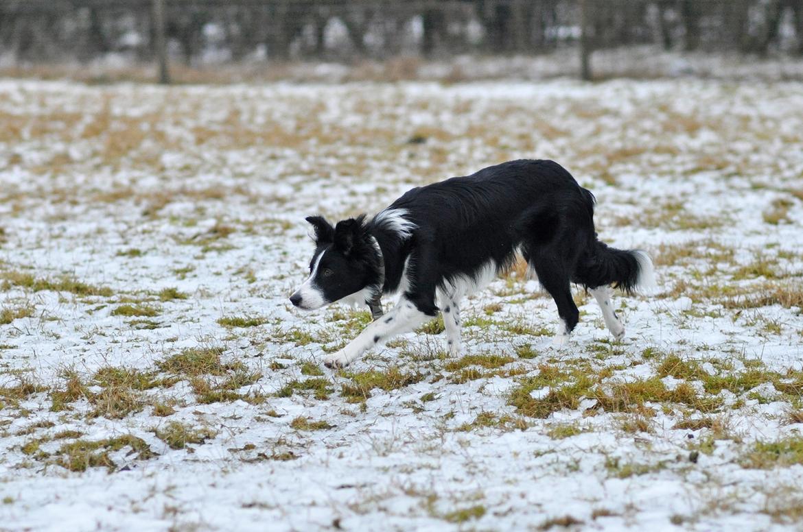 Border collie Menellis Rey billede 8