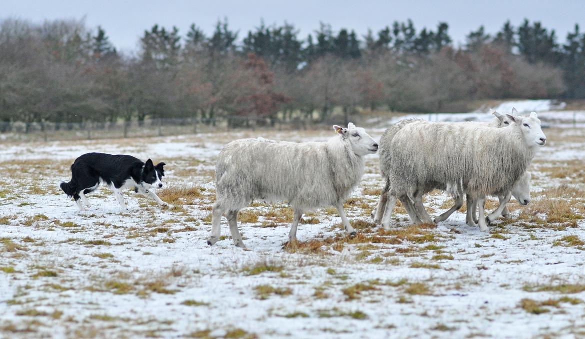 Border collie Menellis Rey billede 12