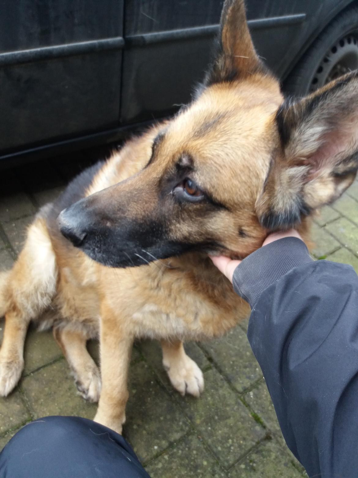 Schæferhund Hekami Tøsen. (Tøsen). (Mine forældres). billede 31