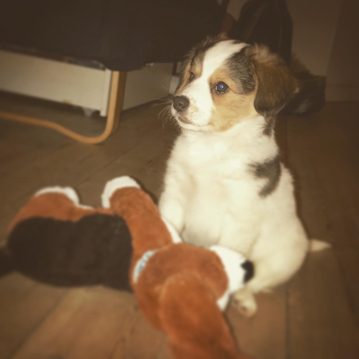 Blanding af racer Toby billede 2