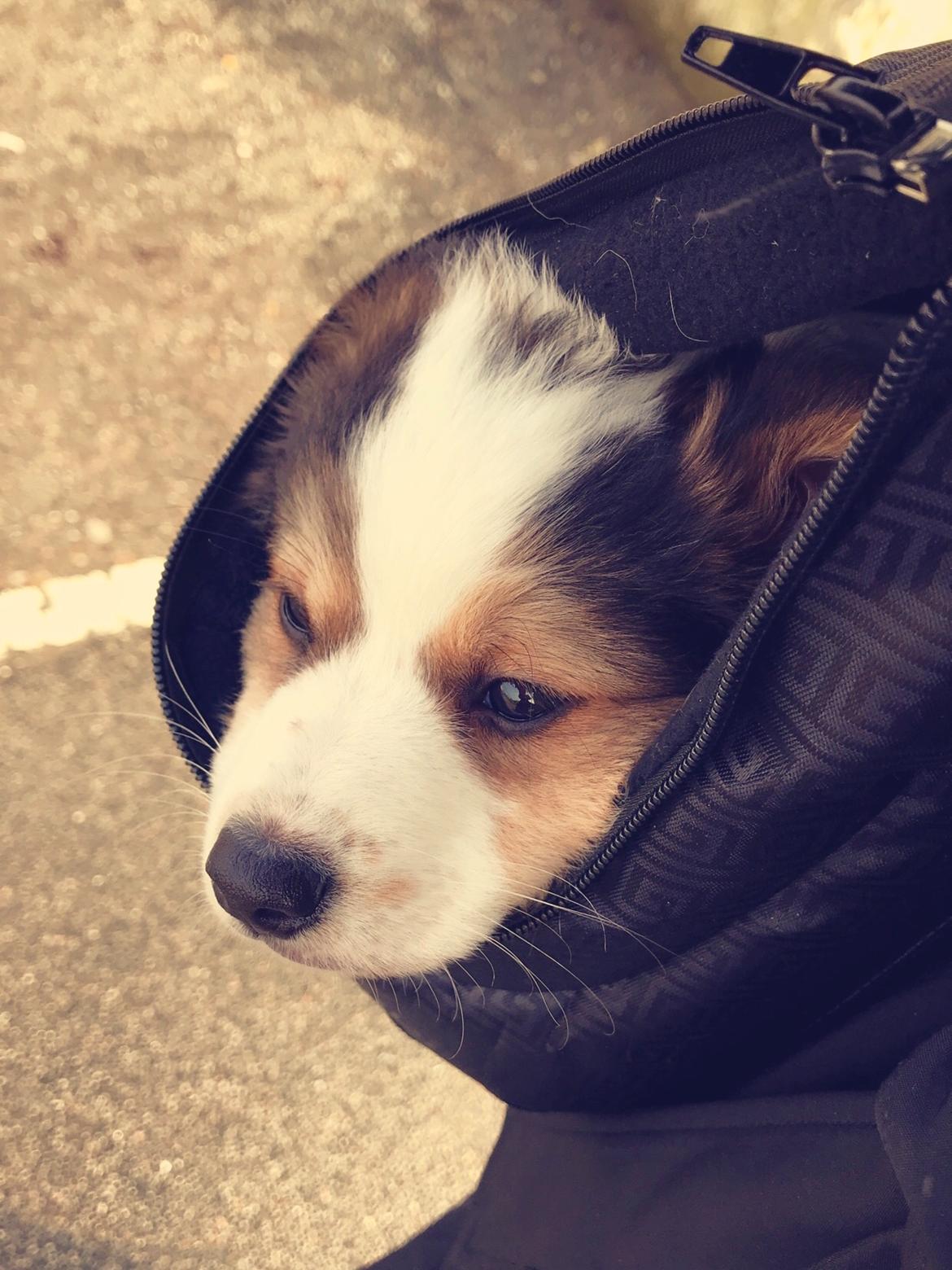 Blanding af racer Toby billede 3