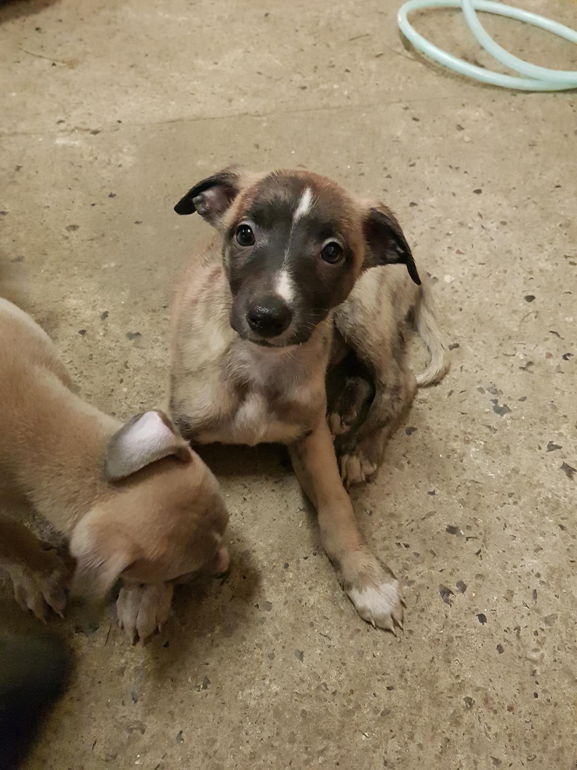 Whippet Kennel All Stars Felix (Dexter) billede 3