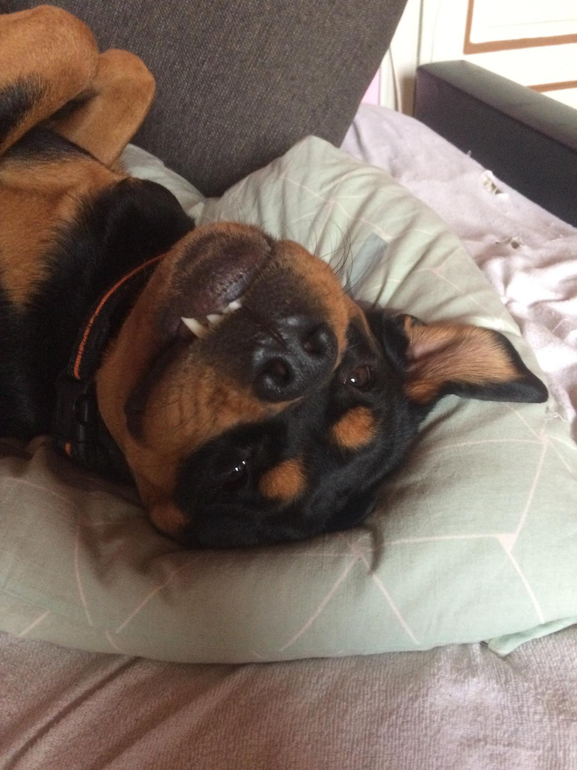 Blanding af racer Daisy billede 10