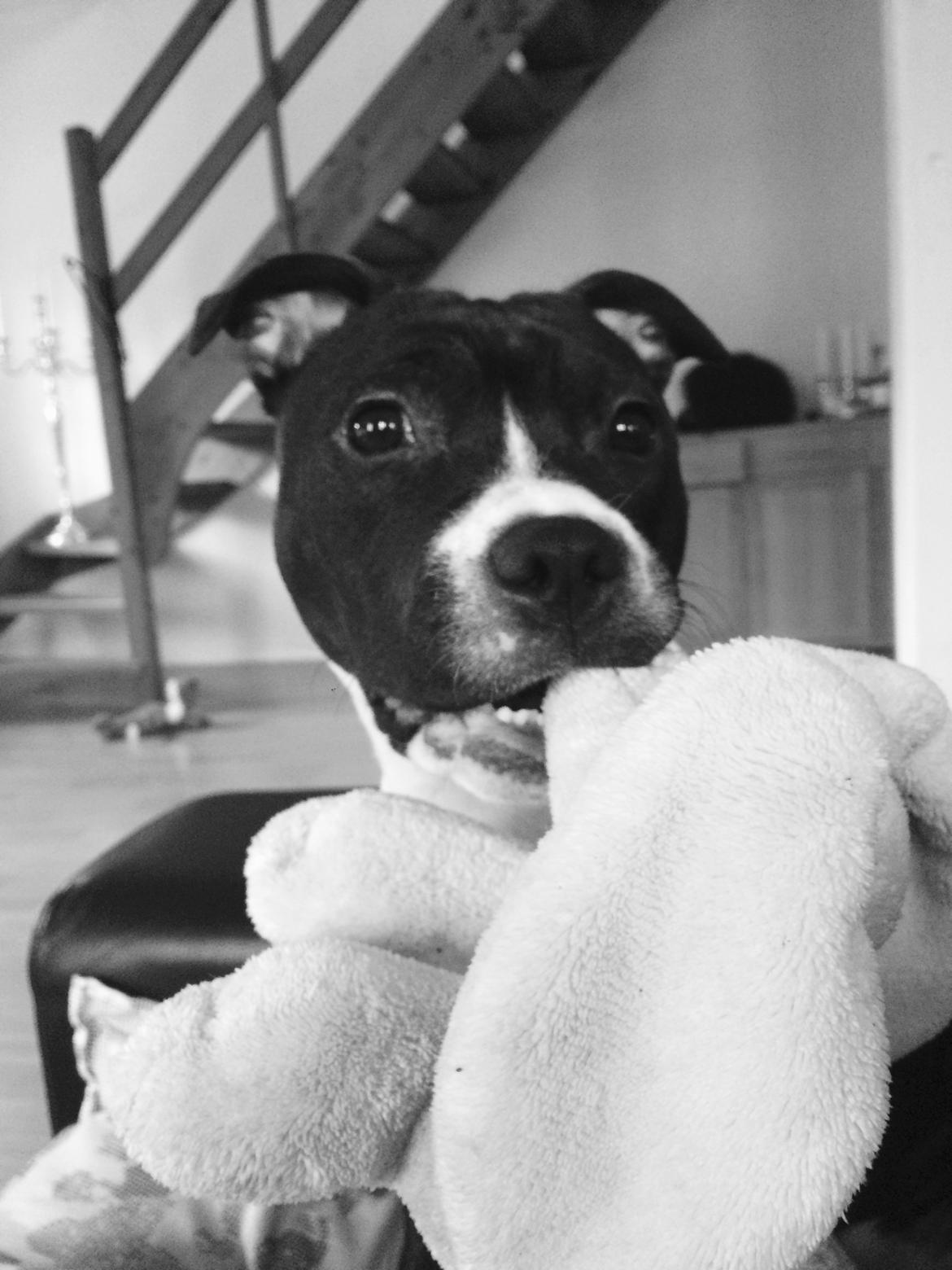 Staffordshire bull terrier Karma billede 2