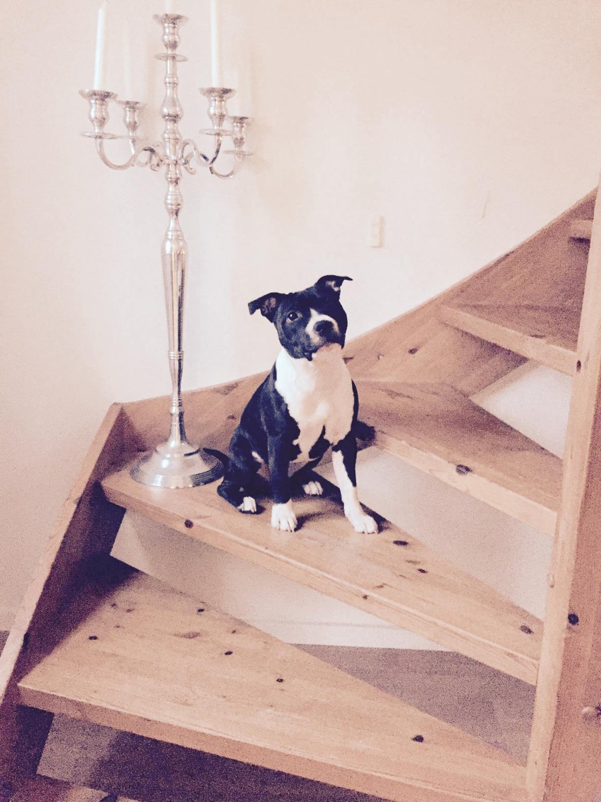 Staffordshire bull terrier Karma billede 1