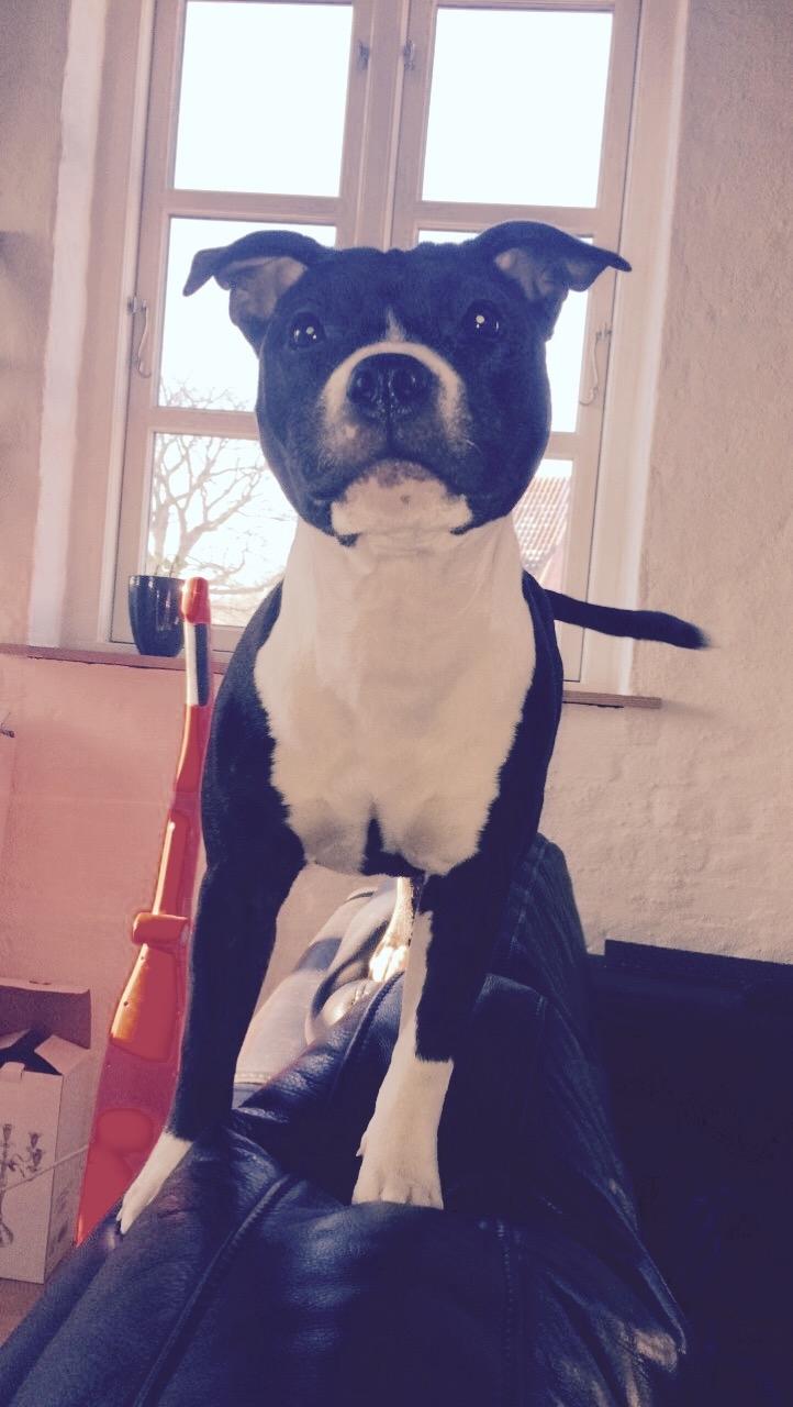 Staffordshire bull terrier Karma billede 4