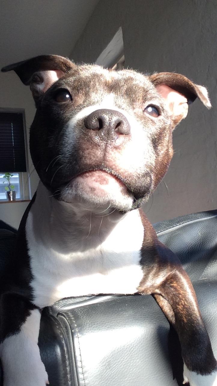 Staffordshire bull terrier Karma billede 3
