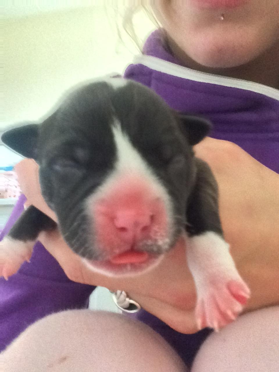 Staffordshire bull terrier Karma billede 5