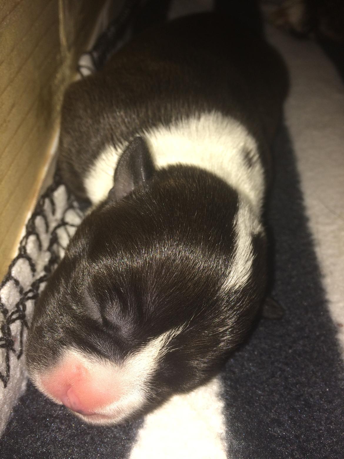 Staffordshire bull terrier Karma billede 6